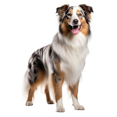 Fototapeta premium Australian Shepherd Dog Isolated
