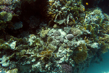 Naklejka na ściany i meble View of coral reef in red sea