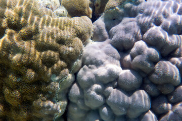 Photo of brain coral