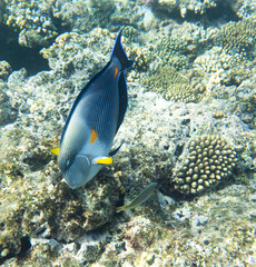 A view of acanthurus sohal fish among corals