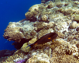 A view of acanthurus sohal fish among corals