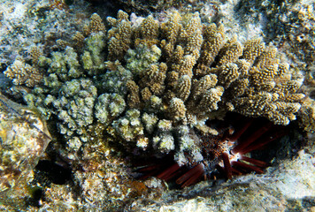 Photo of pencil urchin hidden behind corals