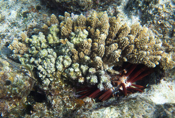 Photo of pencil urchin hidden behind corals