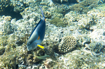 Fototapeta na wymiar A view of acanthurus sohal fish among corals