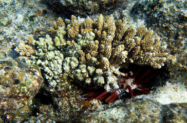 Naklejka na ściany i meble Photo of pencil urchin hidden behind corals