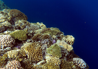 A view of coral reef in red sea