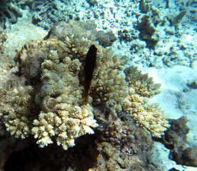 Photo of redlip blenny fish