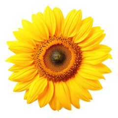 Vibrant Sunflower with Bright Yellow Petals
