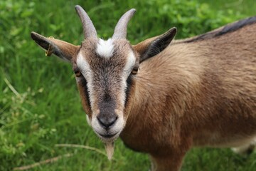 Closeup shot of domestic goat (Capra hircus) in green field