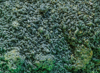Trichoderma fungus to prevent disease.