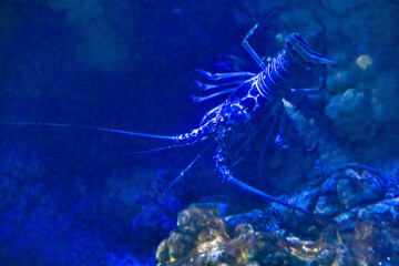 An underwater scene showing a lobster swimming at the bottom of an aquarium in Orlando, Florida.