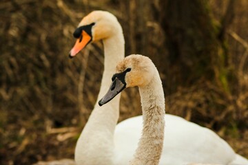 Closeup shot of two beautiful dirty swans in a forest