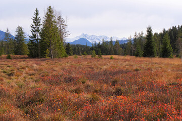 Tiefenberger Moos mit Blick zur Trettach, M&auml;delegabel und Hochfrottspitze.