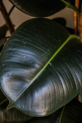 Vertical shot of a rubber plant leaf