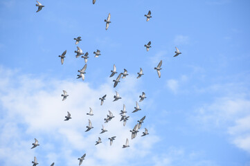 Taubenschwarm Columbidae im Flug vor blauem Himmel mit Wolken