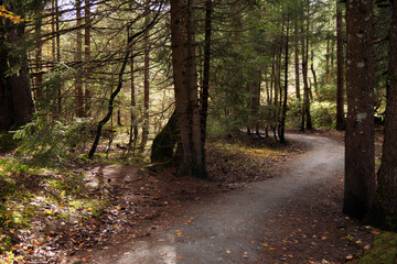 Weg durch's Tiefenberger Moos.
