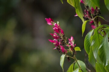 Breathtaking floral beauty in vibrant hues. Perfect for nature lovers and spring-themed projects. High-quality stock photo available on Adobe Stock.