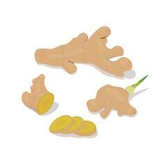 Set of ginger illustration flat vector on white background: Ginger root, sprouted ginger root, ginger slices. Spices and herbs. Hand drawn. Cartoon style.