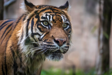 見つめるスマトラトラ