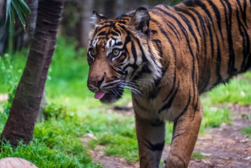 舌を出すスマトラトラ