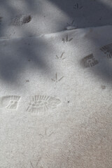 Footprints of shoes and birds on white snow