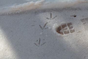 Footprints of shoes and birds on white snow close up