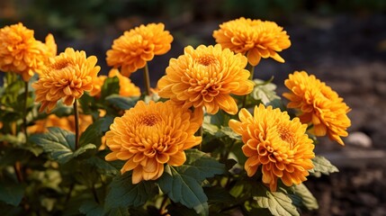 Beautiful orange chrysanthemum flowers in the garden. Mother's day concept with a space for a text. Valentine day concept with a copy space.