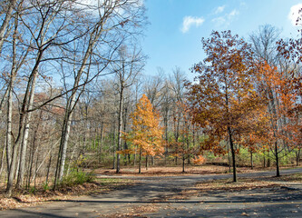 Urban Public Park with Amber Sunlit Fall Foliage