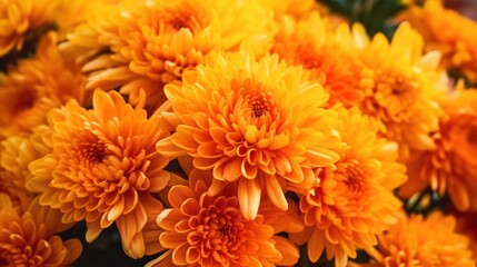 Orange chrysanthemum flowers in the garden, close up. Mother's day concept with a space for a text. Valentine day concept with a copy space.