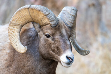 Closeup wild Ram during rut.  