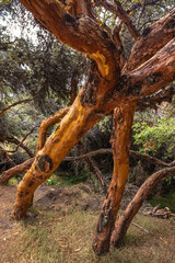 Obraz premium árvore na cidade de Cusco, Peru