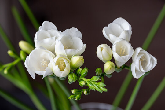 Top view of white freesia flowers and green flower buds. A dark surface in the background. Copy space. Background for quotes