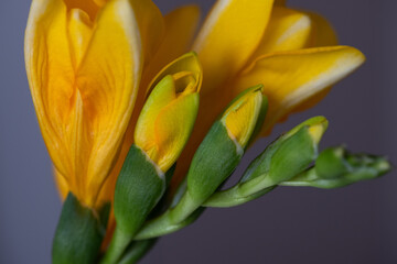 Yellow Freesia flowers and buds close up on a blurred gray background Copy space