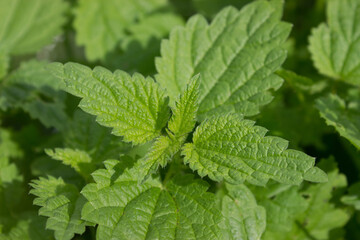 Nettle thickets on top natural green background
