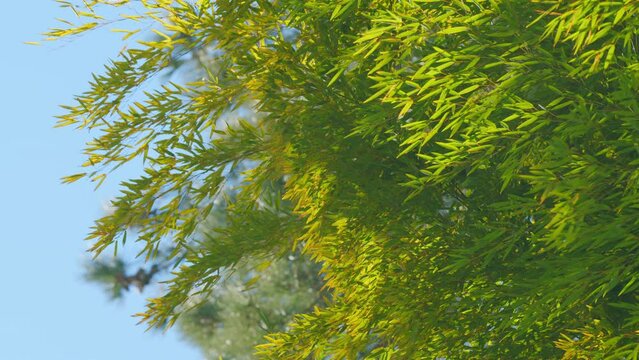Beautiful Bamboo Foliage Background. Green Bamboo Leaves Against Blue Sky Background. Still.