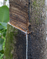 Latex extracted from tapped rubber tree as a source of natural rubber Latex raw material