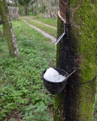 Latex extracted from tapped rubber tree as a source of natural rubber Latex raw material