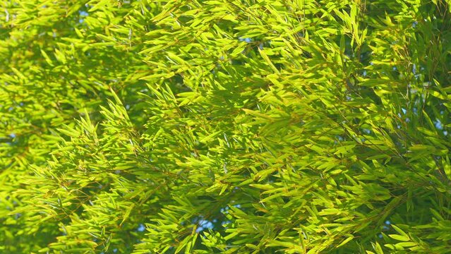 Bamboo Grove. Giant Bamboo Forest. Bamboo Leaves Against A Blue Sky Background. Still.