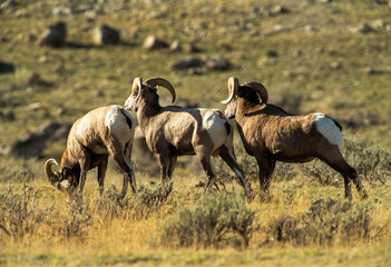 Obraz premium Big Horn Rams during the rut