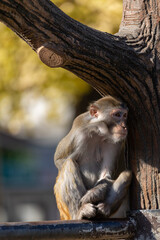 アカゲザルの日常