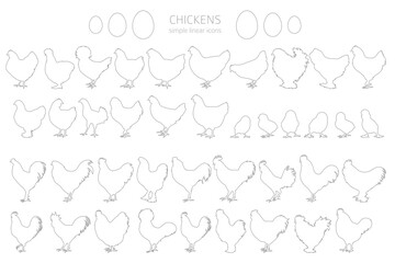 Chicken breeds silhouettes, simple linear style clipart. Poultry and farm animals - obrazy, fototapety, plakaty