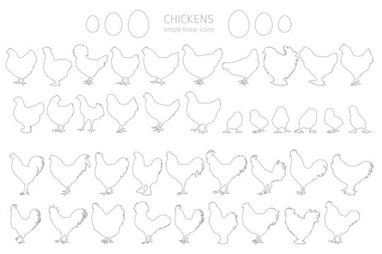 Chicken breeds silhouettes, simple linear style clipart. Poultry and farm animals