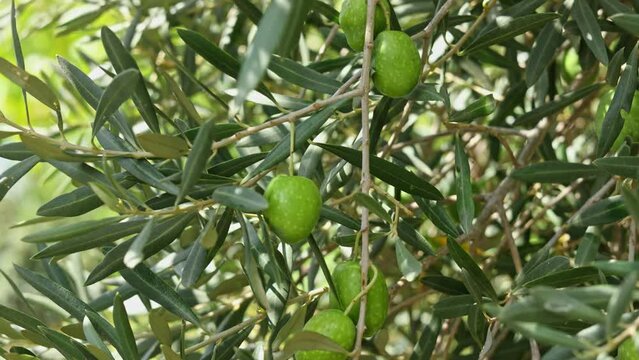 Close-up of the olive tree with young green olives on it. High quality photo.