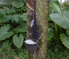 Latex extracted from tapped rubber tree as a source of natural rubber Latex raw material