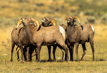 Big Horn Rams during the rut