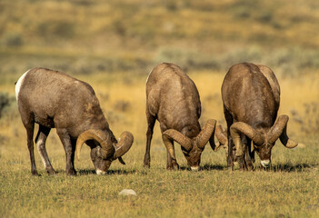 Big Horn Rams during the rut