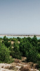 Vertical shot of trees growing on a field by a coastline