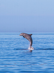 Dolphin jumping out of the ocean, Hudson Florida.