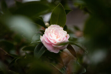 森に咲く一輪の薔薇