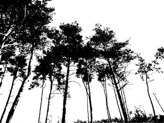 Illustration with a tall pine trees isolated